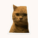 Peeking Grumpy Ginger Cat Sticker