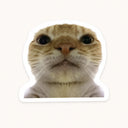 Hover Cat Sticker