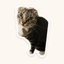 Curious Fold-Ear Tabby Sticker