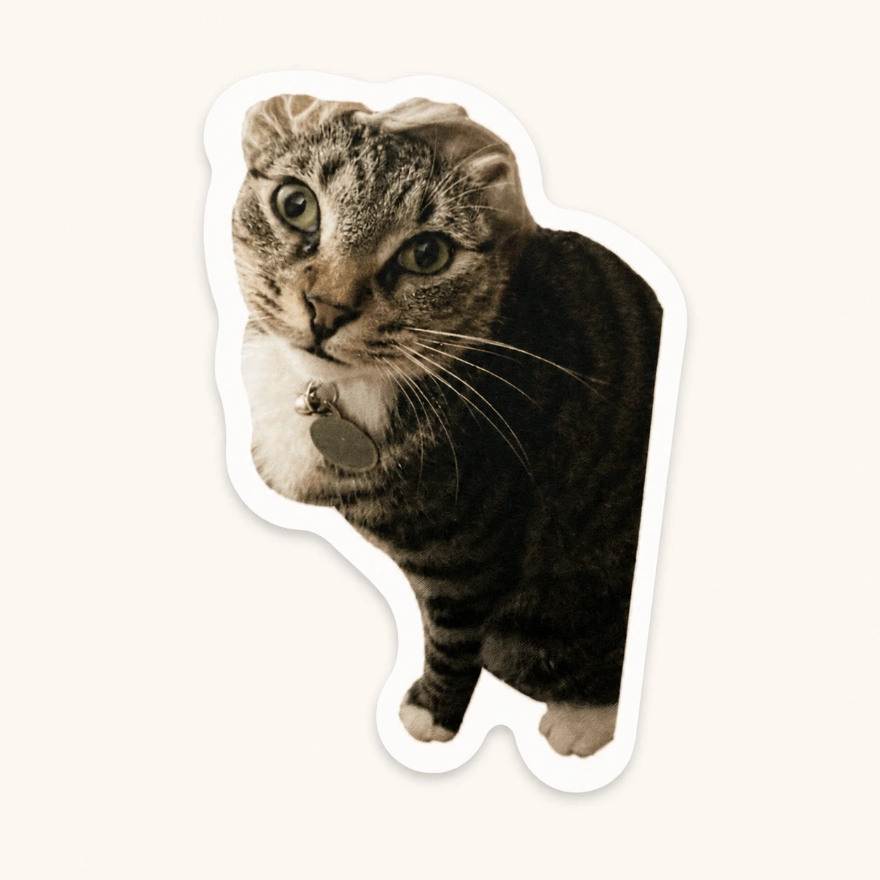 Curious Fold-Ear Tabby Sticker
