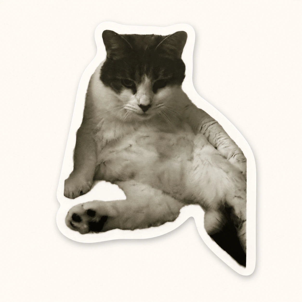 Grumpy Sitting Cat Sticker