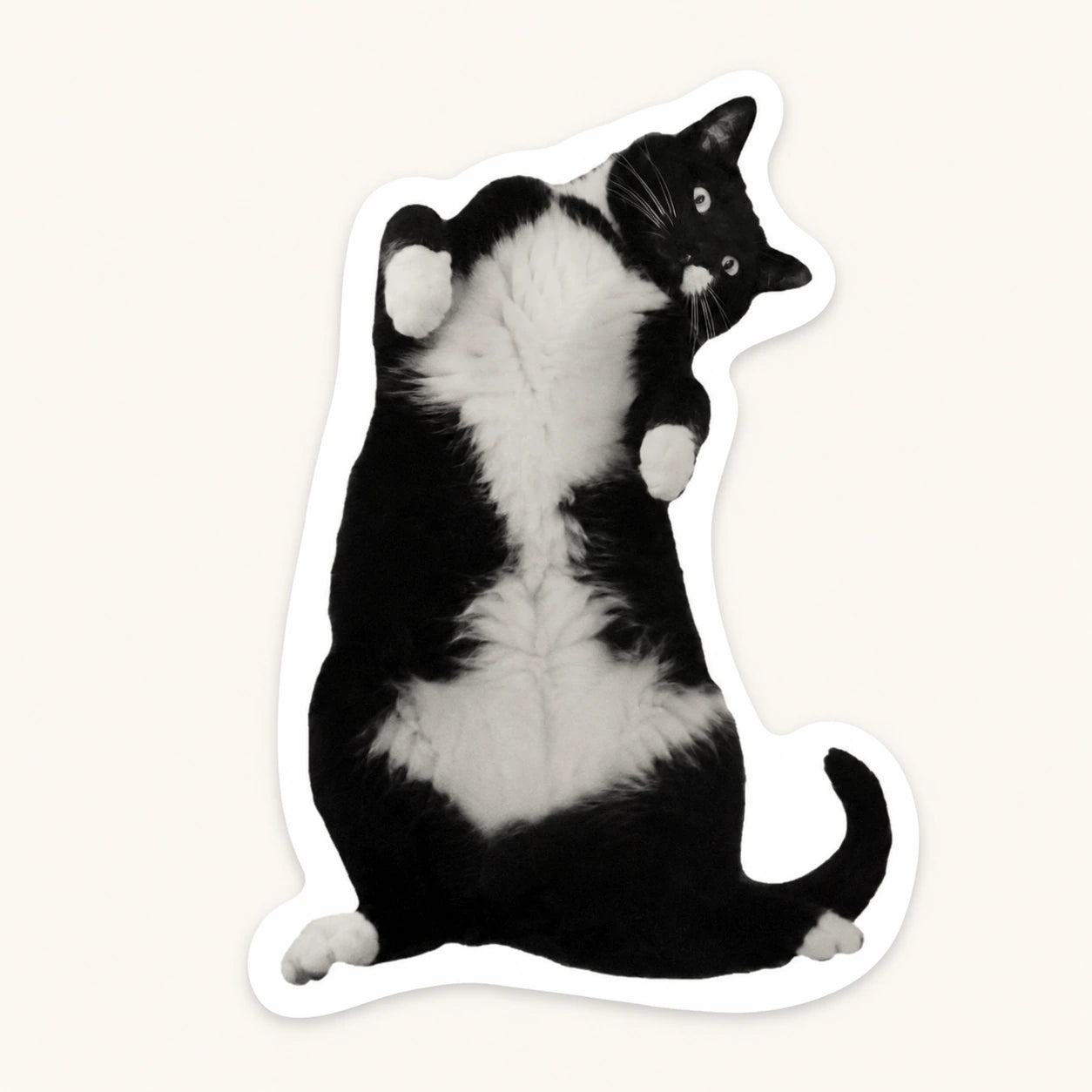 Belly Up Cat Sticker