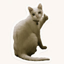 Teary-Eyed Thumbs Up Cat Sticker