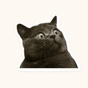 Startled Wide-Eyed Cat Sticker