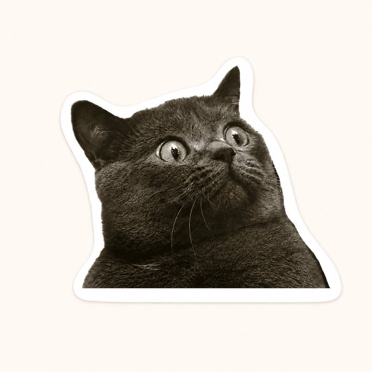 Startled Wide-Eyed Cat Sticker