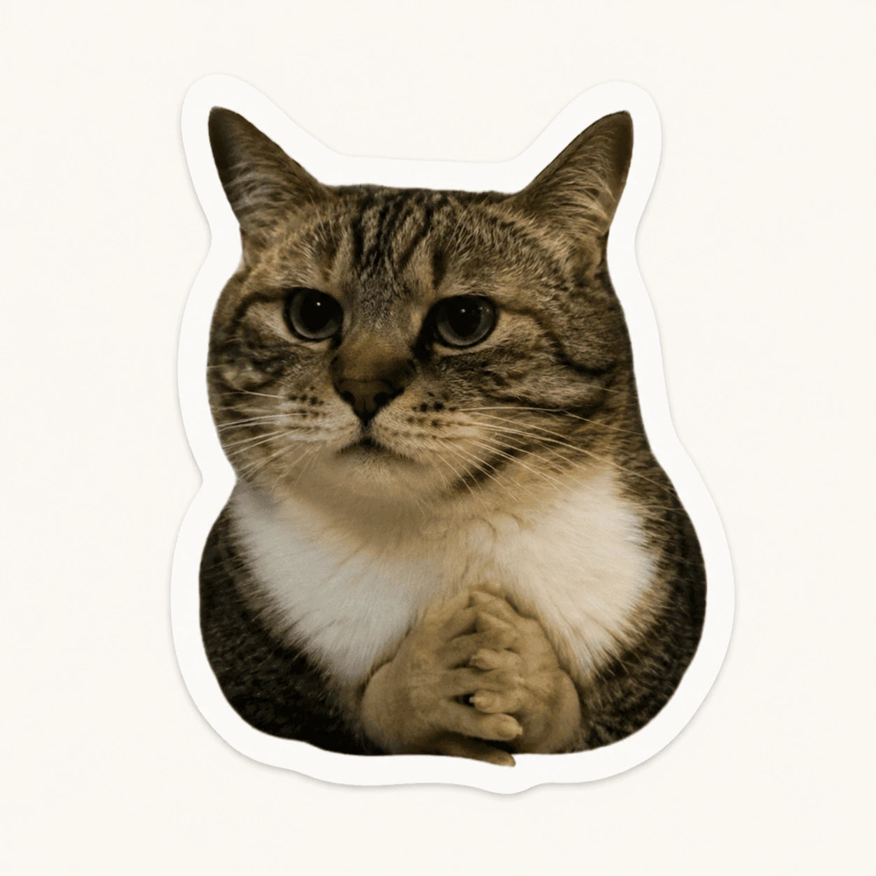 Plotting Cat Meme Sticker