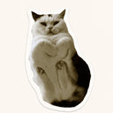 Curious Cat Belly Sticker