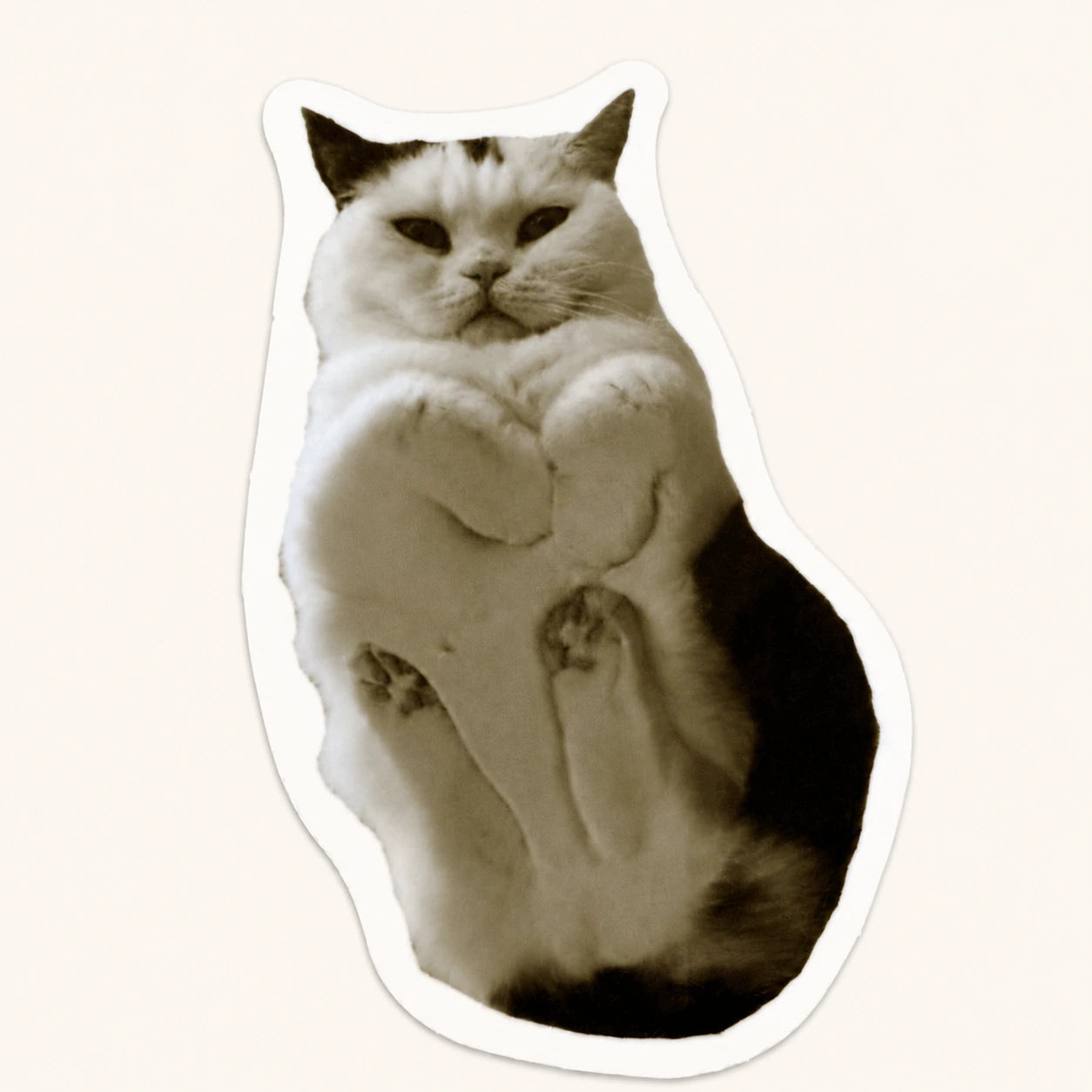 Curious Cat Belly Sticker