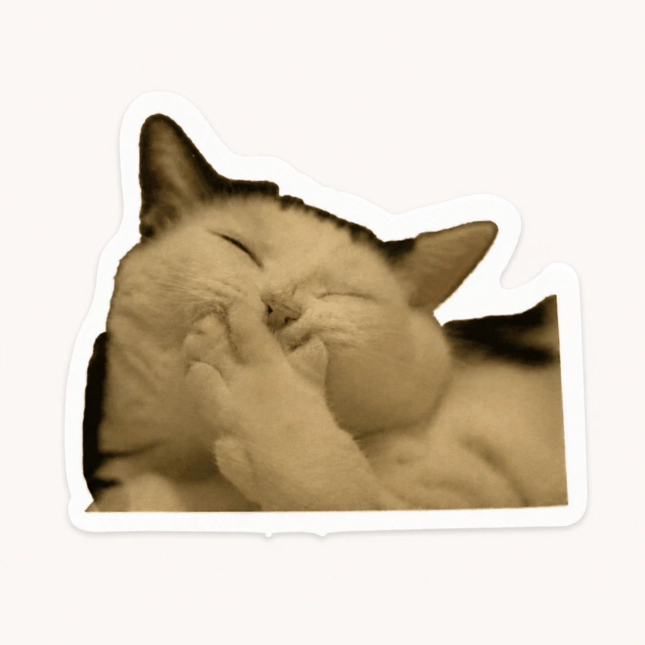 Shy Cat Sticker