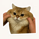 Squishy Cat Sticker