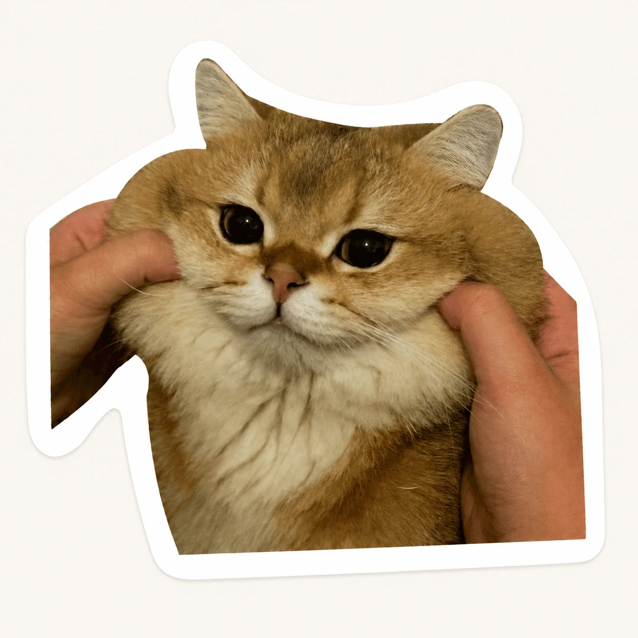 Squishy Cat Sticker