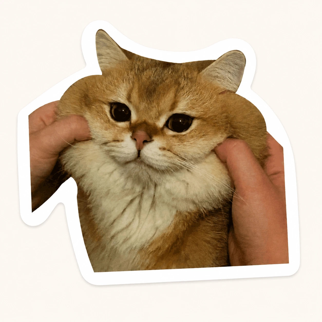 Squished Cat Cheeks Sticker