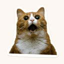 Wide-Eyed Yelling Ginger Cat Sticker
