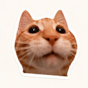 Wide Eyed Cat Sticker