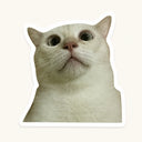 Concerned Cat Sticker