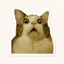 Surprised Wide-Eyed Cat Sticker